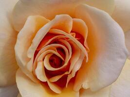 suave laranja rosa flor foto