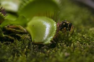 close-up da mosca em pé na armadilha da mosca de Vênus foto