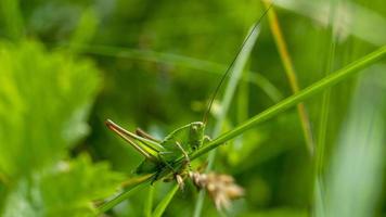 gafanhoto verde em uma folha de grama. foto