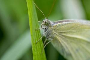 retrato de close-up extremo de uma borboleta cinza em uma folha verde foto