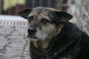 cão de rua com um olhar triste sentado na estrada. foto