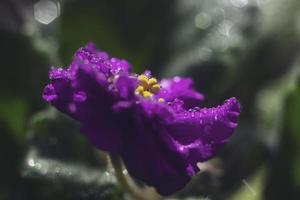 violeta africana com gotas de água. foto abstrata de pétalas de violeta africana florescendo com gotas de orvalho. foto macro