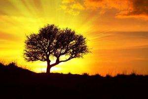 silhueta de uma árvore ao pôr do sol com uma luz radiante atrás foto