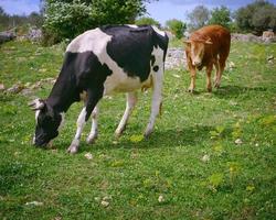 vacas leiteiras pastando foto