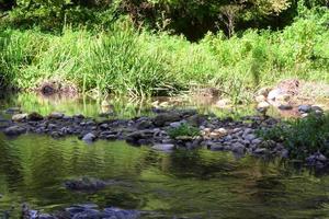 belo reflexo de plantas no leito do rio, foto