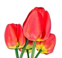 lindas flores da primavera tulipas em fundo branco foto