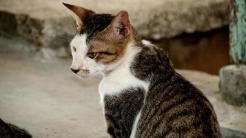 gatos vadios comendo na rua. um grupo de gatos de rua sem-teto e famintos comendo comida dada por voluntários. alimentando um grupo de gatos selvagens vadios, proteção animal e conceito de adoção foto