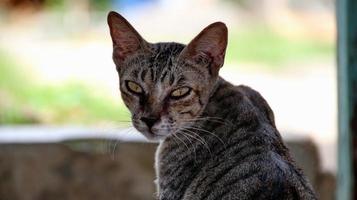 gatos vadios comendo na rua. um grupo de gatos de rua sem-teto e famintos comendo comida dada por voluntários. alimentando um grupo de gatos selvagens vadios, proteção animal e conceito de adoção foto