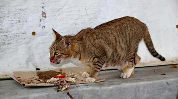 gatos vadios comendo na rua. um grupo de gatos de rua sem-teto e famintos comendo comida dada por voluntários. alimentando um grupo de gatos selvagens vadios, proteção animal e conceito de adoção foto