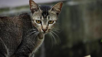 gatos vadios comendo na rua. um grupo de gatos de rua sem-teto e famintos comendo comida dada por voluntários. alimentando um grupo de gatos selvagens vadios, proteção animal e conceito de adoção foto