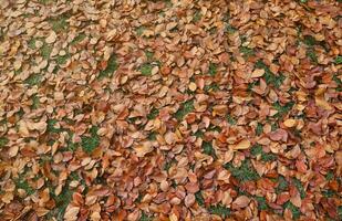 vermelho e laranja outono folhas fundo. ar livre. colorida backround imagem do caído outono folhas foto