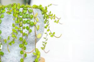 grandes cílios do peperômio prostrado dentro uma concreto Panela aguentar com volta tartaruga folhas. peperômia fechar-se dentro a interior em uma branco fundo, a ornamental plantar foto