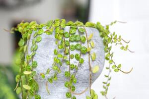 grandes cílios do peperômio prostrado dentro uma concreto Panela aguentar com volta tartaruga folhas. peperômia fechar-se dentro a interior em uma branco fundo, a ornamental plantar foto