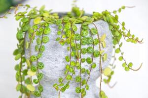 grandes cílios do peperômio prostrado dentro uma concreto Panela aguentar com volta tartaruga folhas. peperômia fechar-se dentro a interior em uma branco fundo, a ornamental plantar foto