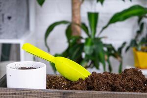 mesa para transplante casa em vaso plantas com solo, colher, potes, rega pode dentro interior do verde casa. passatempo e o negócio do carinhoso para e crescendo tropical raro exótico plantas foto