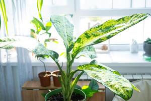 Dieffenbachia banana em a mesa para transplante e carinhoso para doméstico plantas dentro a interior do uma verde casa com em vaso plantas foto