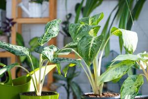 aglaonema em a mesa para transplante e carinhoso para doméstico plantas dentro a interior do uma verde casa com em vaso plantas foto