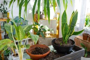 Sansevieria trifasciata em a floristas mesa para transplante e carinhoso para doméstico plantas dentro a interior do uma verde casa com em vaso plantas foto