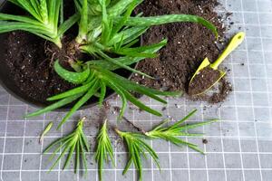 envasamento, transplante e reprodução é a separação do a crianças do a aloés vera plantar. suculento em a mesa, Panela, solo, colher foto