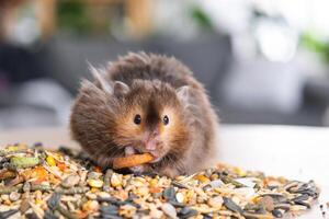 engraçado fofo sírio hamster senta em uma punhado do sementes e come e coisas dele bochechas com ações. Comida para uma animal roedor, vitaminas. fechar-se foto