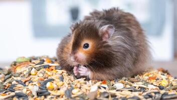 engraçado fofo sírio hamster senta em uma punhado do sementes e come e coisas dele bochechas com ações. Comida para uma animal roedor, vitaminas. fechar-se foto