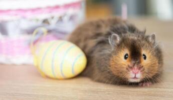 engraçado fofo animal hamster sobe Fora do uma cesta com colorida Páscoa ovos - festivo Páscoa decoração com uma animal foto