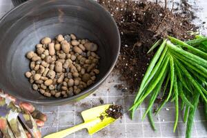 expandido argila grânulos para drenagem do raiz sistema água às a inferior do a Panela para envasamento, transplante do aloés vera plantar. suculento em a mesa, Panela, solo, colher foto