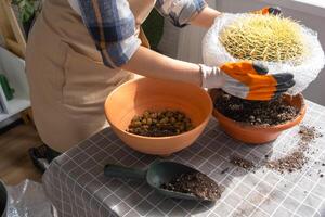 repotting cheio casa plantar ampla espinhoso cacto echinocactus gruzoni para dentro Novo Maior Panela. uma mulher dentro protetora luvas envoltórios uma cacto com uma bolha embrulho tão Como não para picada ela mesma foto