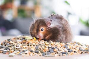 engraçado fofo sírio hamster senta em uma punhado do sementes e come e coisas dele bochechas com ações. Comida para uma animal roedor, vitaminas. fechar-se foto