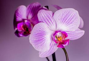 linda orquídea roxa em um galho
