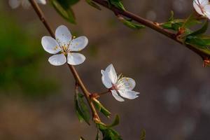 ramo com folhas e flores de ameixa. foto