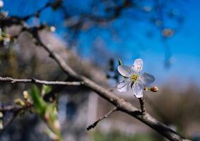 ameixa com flor de primavera, ameixa cereja foto