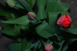 uma tulipa vermelha que acaba de florescer e botões ainda verdes. foto