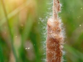 folhas estreitas taboa plantar foto