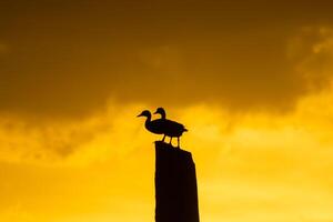 silhueta do dois anatidae pássaros foto