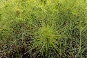 spinifex littoreus Relva foto