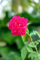 rosa de damasco foto