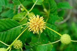 mitragyna speciosa folhas. foto