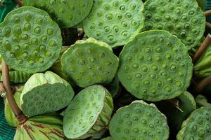 fechar acima sementes do lótus plantar. foto