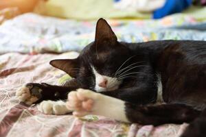 gato estão dormindo em a tecido. foto