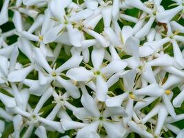 fechar acima do siamês branco ixora flor. foto