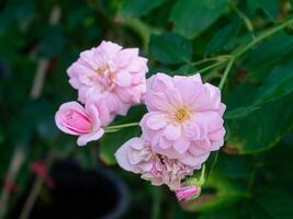 Rosa do damasco rosa flor. foto