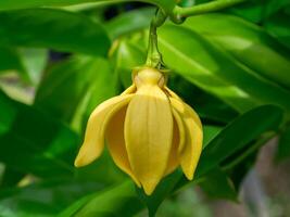 perfumado flores do escalada ylang-ylang foto