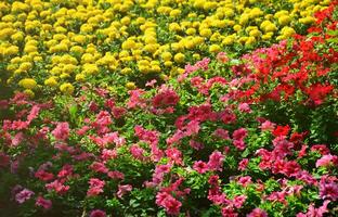 a textura de um grande número de flores coloridas diferentes plantadas em um canteiro de flores foto