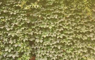 a textura de muitas videiras verdes floridas de hera selvagem que cobrem uma parede de concreto foto