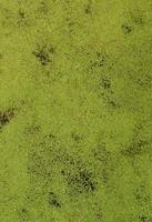 textura da água do pântano pontilhada com vegetação de lentilha verde e pântano foto