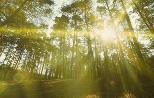 paisagem ensolarada de primavera em uma floresta de pinheiros na luz do sol. aconchegante espaço florestal entre os pinheiros, pontilhado de cones caídos e agulhas de coníferas foto