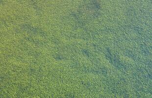 figuras verdes para biofiltração de água no filtro do aquário ou lago artificial close-up foto