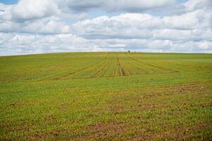 a campo dentro Ucrânia é semeado com trigo, jovem brotos do grãos contra a fundo do nuvens, Comida reservas dentro a mundo, colheita dentro crise, crescendo pão dentro condições do econômico bloqueio. foto