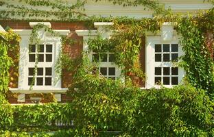 janela branca na parede verde com planta trepadeira. parede de cobertura de grama de folha verde natural com fundo de janela branca, pano de fundo ecologicamente correto foto